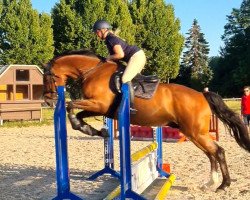 jumper Avicii HB (German Sport Horse, 2016, from DSP Araldik)