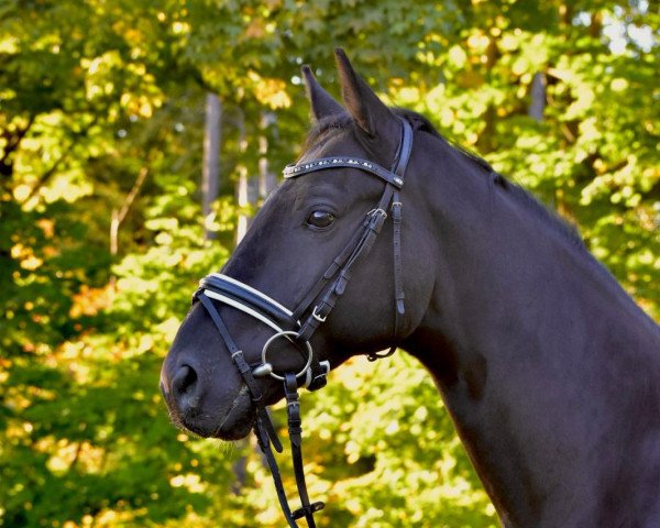 Pferd Heaven's night (Deutsches Sportpferd, 2016, von Hochmeister)