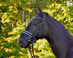 Pferd Heaven's night (Deutsches Sportpferd, 2016, von Hochmeister)