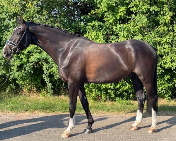 dressage horse Champions - League (Westphalian, 2019, from Christ)