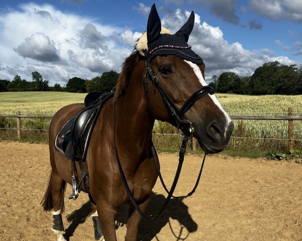 broodmare Four-Leaved Clover (KWPN (Royal Dutch Sporthorse), 2010, from Riant 116 FIN)