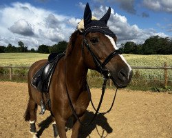 broodmare Four-Leaved Clover (KWPN (Royal Dutch Sporthorse), 2010, from Riant 116 FIN)