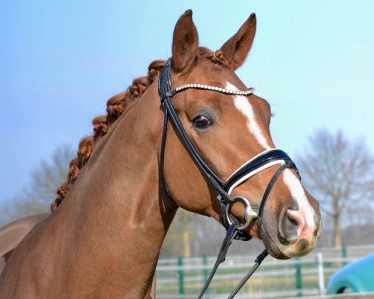 Dressurpferd Fein Gold (Hannoveraner, 2018, von For Gold OLD)