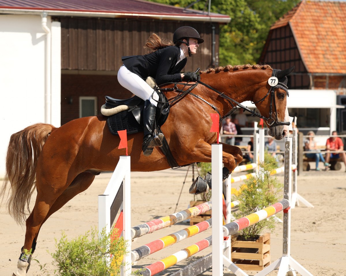 jumper Lissaro's Gentleman (Oldenburg, 2010, from Lissaro)