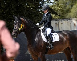 dressage horse Jakarta 8 (Oldenburg, 2019, from Fürst Toto)