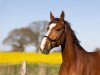 dressage horse Don Amour 5 (Oldenburg, 2013, from Don Frederic 3)