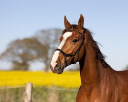 dressage horse Don Amour 5 (Oldenburg, 2013, from Don Frederic 3)