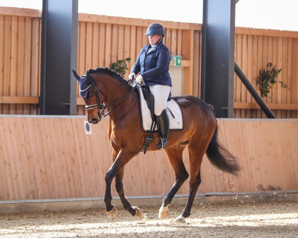 dressage horse Sallito (Hanoverian, 2014, from Sarotti Mocca-Sahne)