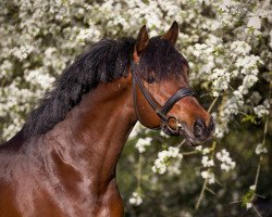 dressage horse Daydream Believer (Deutsches Reitpony, 2010, from DSP de Long)