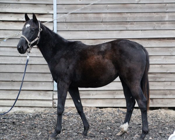 horse Rahime von Bandel xx (Thoroughbred, 2017, from Ritter xx)