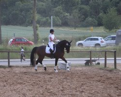 dressage horse Fearless Dream (Westphalian, 2015, from Tannenhof's Fahrenheit)