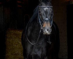 Springpferd Colanda (Oldenburger, 2016, von Colonel Cousteau)