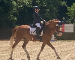 dressage horse Zöthens Naseweiss (German Riding Pony, 2012, from Heidbergs Nancho Nova)