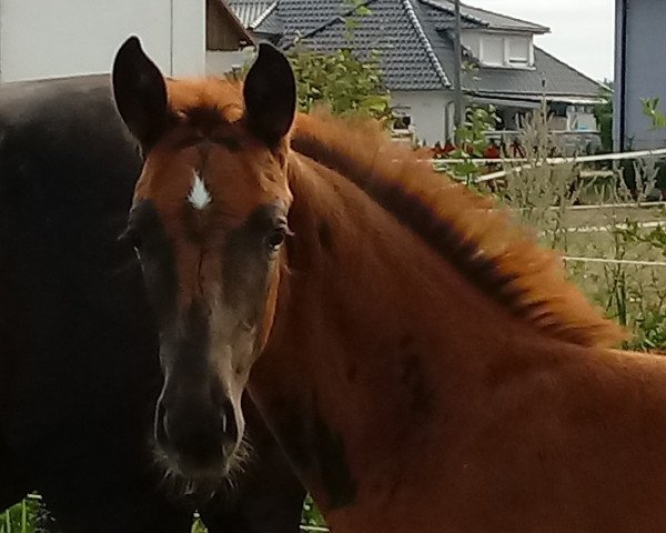 dressage horse Viva Felice (German Sport Horse, 2022, from DSP VA Bene)