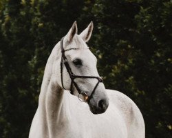 broodmare Cokotéa (Westphalian, 2011, from Collin L)