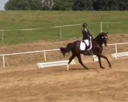 dressage horse Duran 72 (Hessian Warmblood, 2005, from Donatelli II)