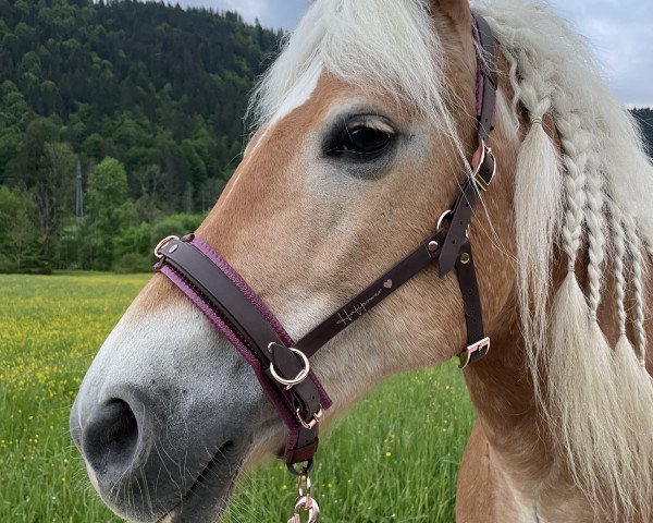 Pferd Gloria (Haflinger, 2005, von Natif)