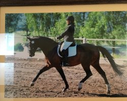 dressage horse Conan M (Zweibrücken, 2007, from Chequille)