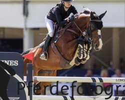 broodmare Emelie van de Mirania Stam (Oldenburg show jumper, 2012, from Emerald van 't Ruytershof)