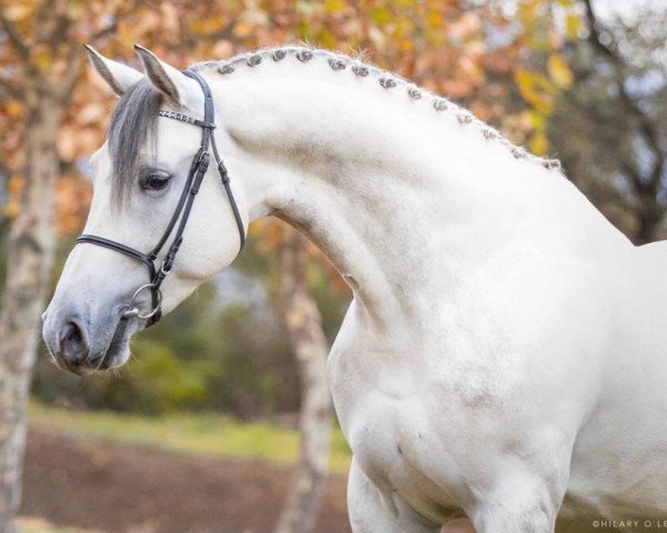 stallion Cornetblue Floreval Z (Zangersheide riding horse, 2017, from Cornet Obolensky)