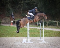 jumper Chanel Floreval Z (Zangersheide riding horse, 2016, from Cool Floreval Z)