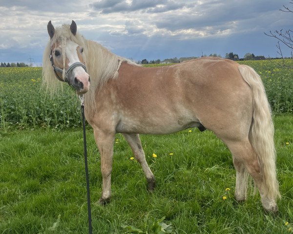 Pferd Skippo (2,14% ox) (Edelbluthaflinger, 2013, von Sternkämpfer (0,39% ox))