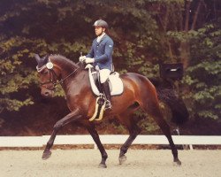 dressage horse Cesca Estella (Holsteiner, 2012, from Catoo)