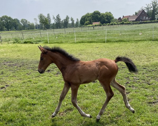 jumper Daisy (Westphalian, 2023, from Dia Corrado)