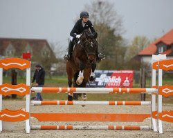 jumper Kalif 272 (Polish Warmblood, 2012, from Alino)