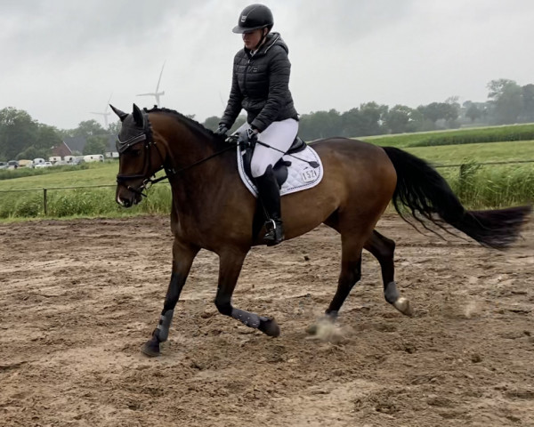 jumper Leano Leuchtfeuer (Hanoverian, 2017, from Light my Fire)