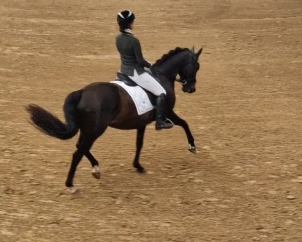 dressage horse Dita H (Westphalian, 2008, from D'Amour 22)