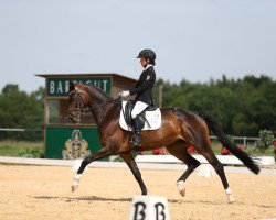 dressage horse Barona 7 (Bavarian, 2011, from Heinrich Heine)