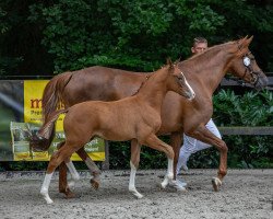 dressage horse Namox Forever (German Riding Pony, 2023, from FS Next Diamond)