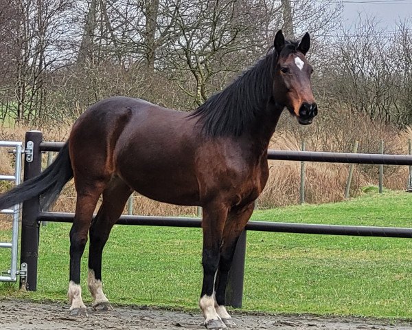 Zuchtstute Elanie (Holsteiner, 2012, von Cormint)