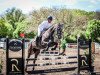 jumper Schickchacc Blue (Oldenburg show jumper, 2019, from Stakkatol)