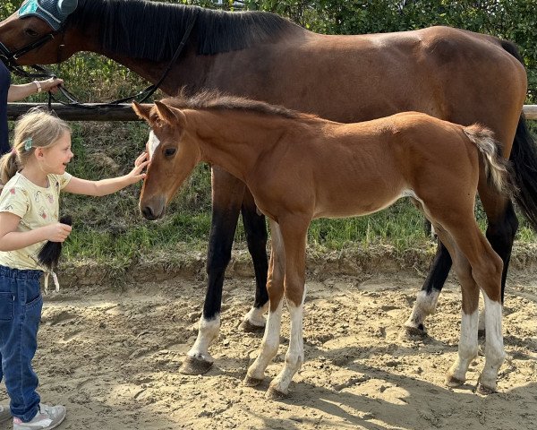 jumper Enzo Nadal de Cologne (Holsteiner, 2023, from Esmeraldo FM)