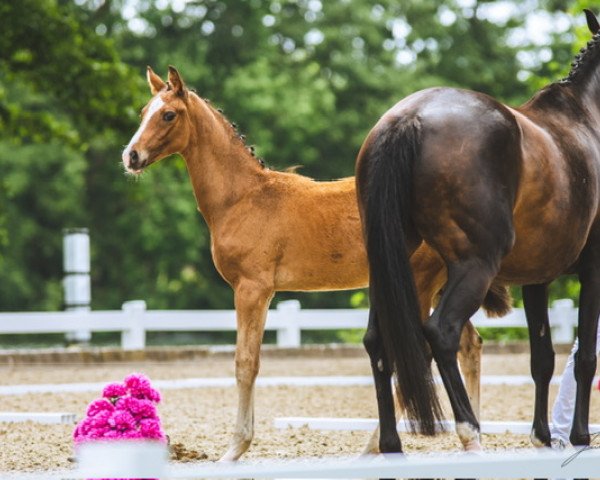 dressage horse Skydancer VS (Oldenburg, 2022, from Sky)