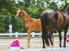 dressage horse Skydancer VS (Oldenburg, 2022, from Sky)