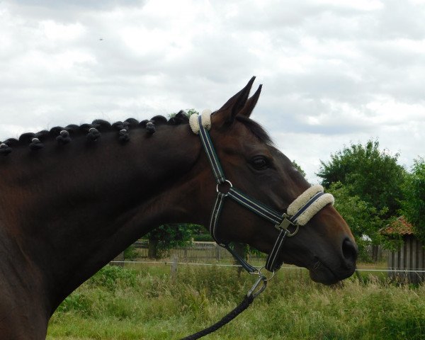 jumper Arthurstown Dilly (Irish Sport Horse, 2015)