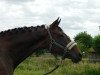 jumper Arthurstown Dilly (Irish Sport Horse, 2015)