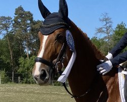 dressage horse Dancing Little Red L (Westfale, 2015, from Donnerfunke)