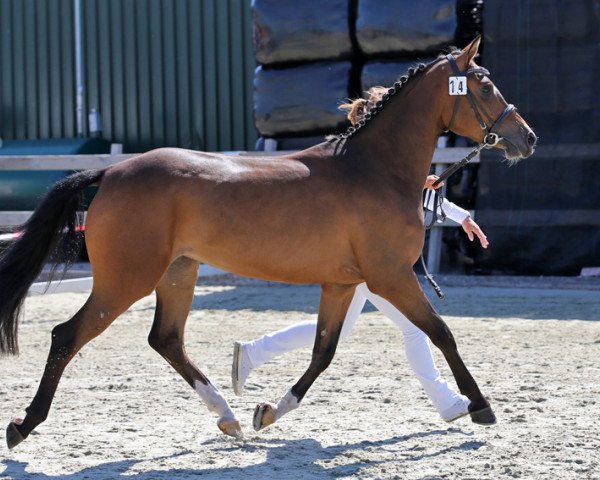 Pferd Messi du Vi (Nederlands Rijpaarden en Pony, 2011, von Kasanova van Klaverborch)