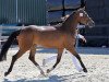 Pferd Messi du Vi (Nederlands Rijpaarden en Pony, 2011, von Kasanova van Klaverborch)