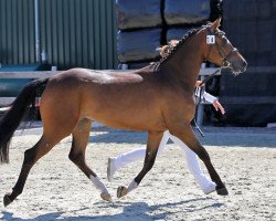 Pferd Messi du Vi (Nederlands Rijpaarden en Pony, 2011, von Kasanova van Klaverborch)