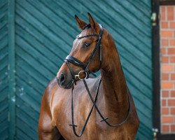 dressage horse Favorit Franklin (Hanoverian, 2020, from Fusionist)