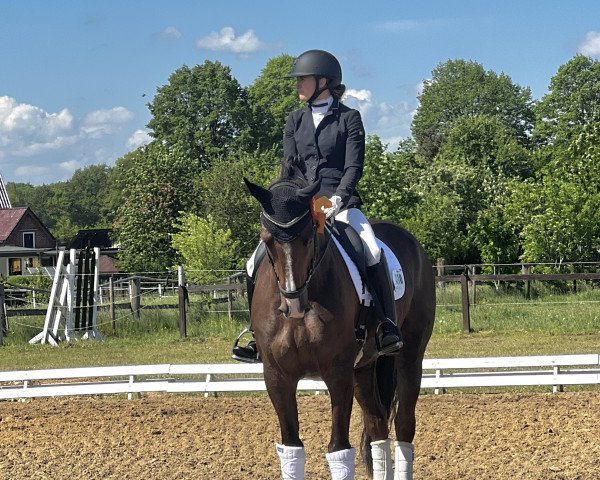 dressage horse Levis Mill D'Arx (anglo european sporthorse, 2017, from Laurius van d'Arx)