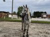 broodmare Candy Crush 27 (Hanoverian, 2013, from Cansendo)