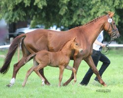 broodmare Riwelca (Westphalian, 2006, from Riccio)