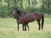 broodmare Bailen de Kergroas (Connemara Pony, 1989, from Macky)