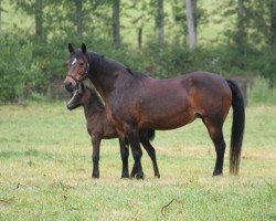 Zuchtstute Bailen de Kergroas (Connemara-Pony, 1989, von Macky)